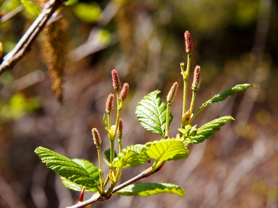 [Long, skinny, purple thistles  growing from a tree limb.]